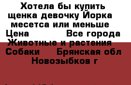 Хотела бы купить щенка девочку Йорка 2 месетса или меньше › Цена ­ 5 000 - Все города Животные и растения » Собаки   . Брянская обл.,Новозыбков г.